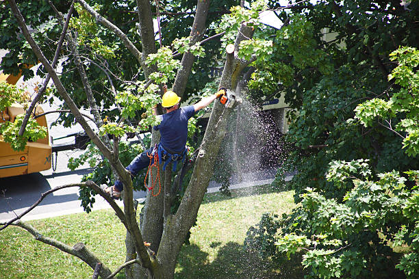 How Our Tree Care Process Works  in  Washington Terrace, UT